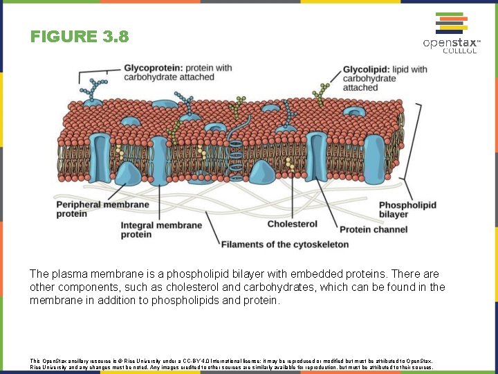 FIGURE 3. 8 The plasma membrane is a phospholipid bilayer with embedded proteins. There