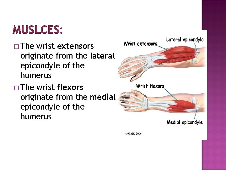 MUSLCES: � The wrist extensors originate from the lateral epicondyle of the humerus �