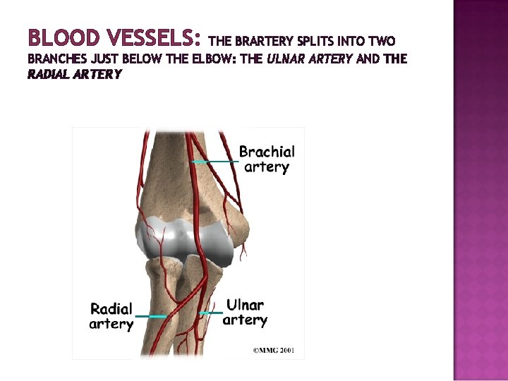 BLOOD VESSELS: THE BRARTERY SPLITS INTO TWO BRANCHES JUST BELOW THE ELBOW: THE ULNAR