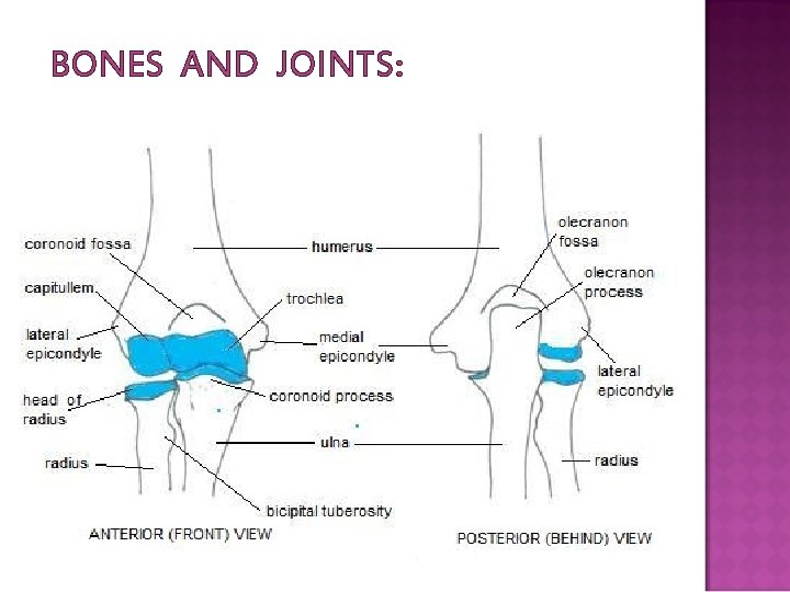 BONES AND JOINTS: 