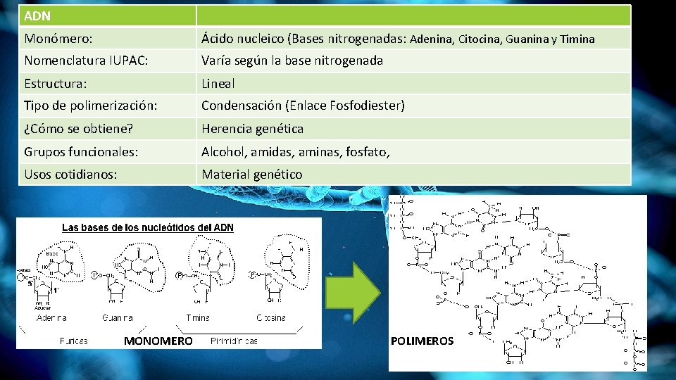 ADN Monómero: Ácido nucleico (Bases nitrogenadas: Adenina, Citocina, Guanina y Timina Nomenclatura IUPAC: Varía