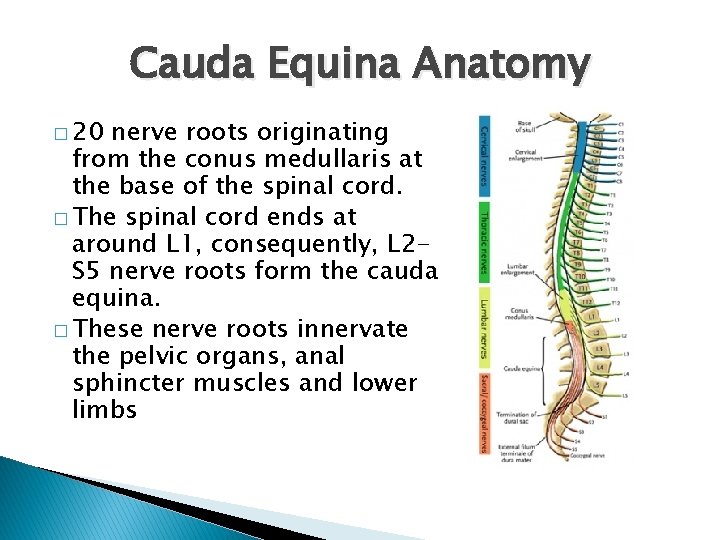 Cauda Equina Anatomy � 20 nerve roots originating from the conus medullaris at the