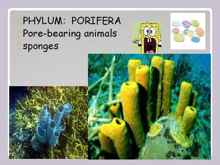 �PHYLUM: PORIFERA �Pore-bearing animals �sponges Phylum Porifera 