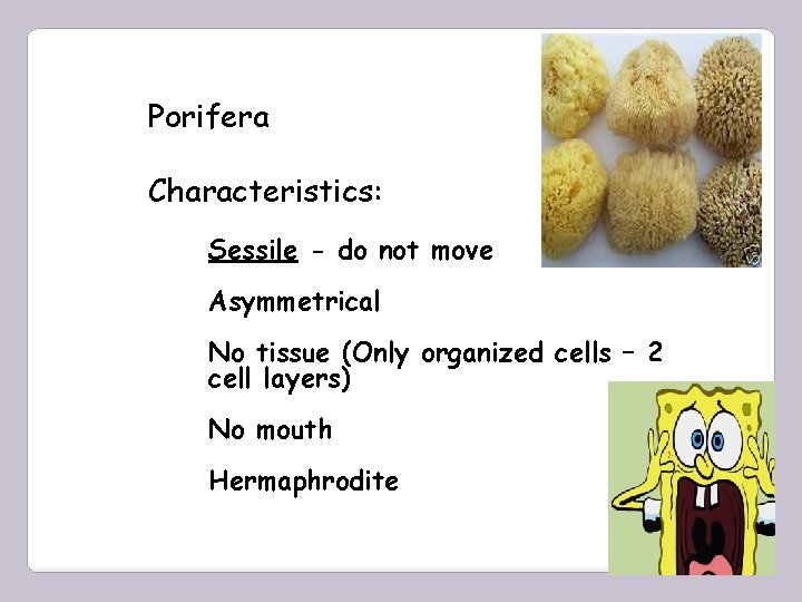Porifera Characteristics: Sessile - do not move Asymmetrical No tissue (Only organized cells –