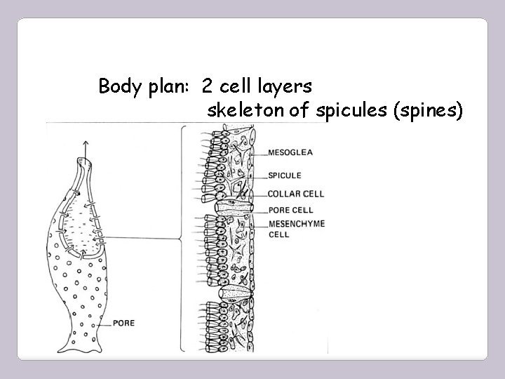 Body plan: 2 cell layers skeleton of spicules (spines) 