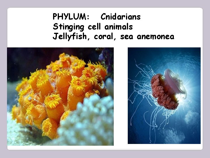 PHYLUM: Cnidarians Stinging cell animals Jellyfish, coral, sea anemonea 