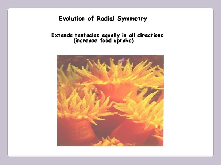 Evolution of Radial Symmetry Extends tentacles equally in all directions (increase food uptake) 