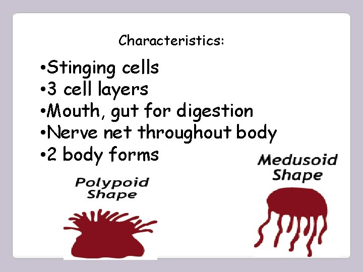 Characteristics: • Stinging cells • 3 cell layers • Mouth, gut for digestion •