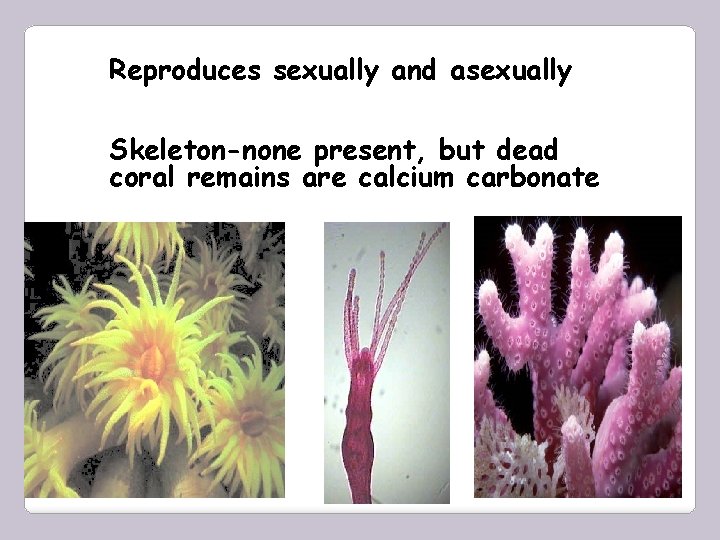 Reproduces sexually and asexually Skeleton-none present, but dead coral remains are calcium carbonate 