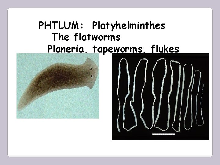 PHTLUM: Platyhelminthes The flatworms Planeria, tapeworms, flukes 