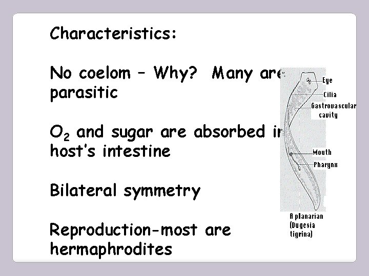 Characteristics: No coelom – Why? Many are parasitic O 2 and sugar are absorbed
