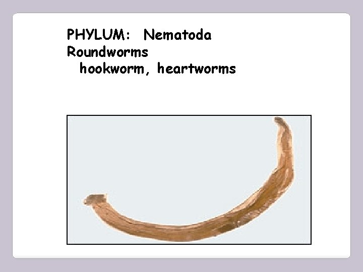 PHYLUM: Nematoda Roundworms hookworm, heartworms 
