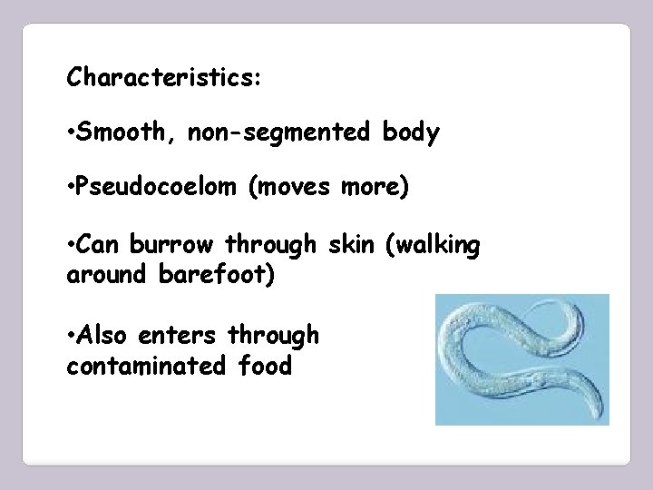 Characteristics: • Smooth, non-segmented body • Pseudocoelom (moves more) • Can burrow through skin