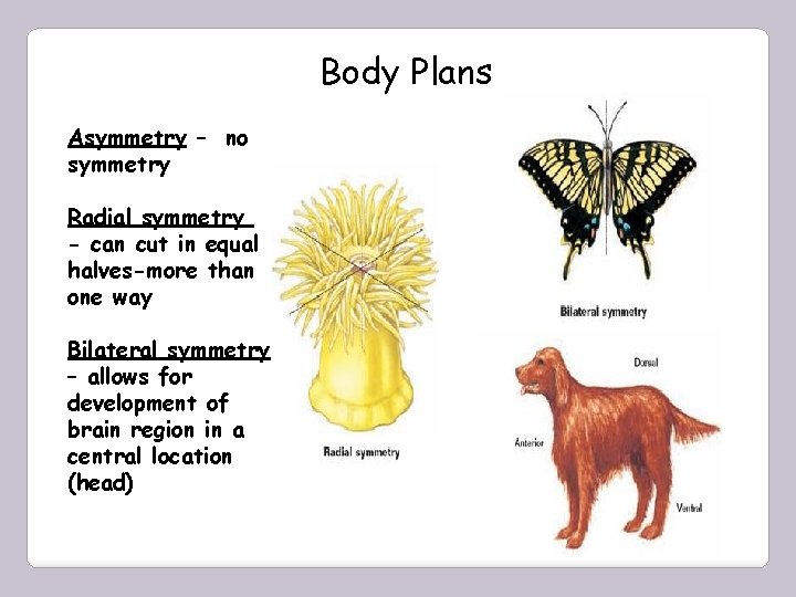 Body Plans Asymmetry – no symmetry Radial symmetry - can cut in equal halves-more