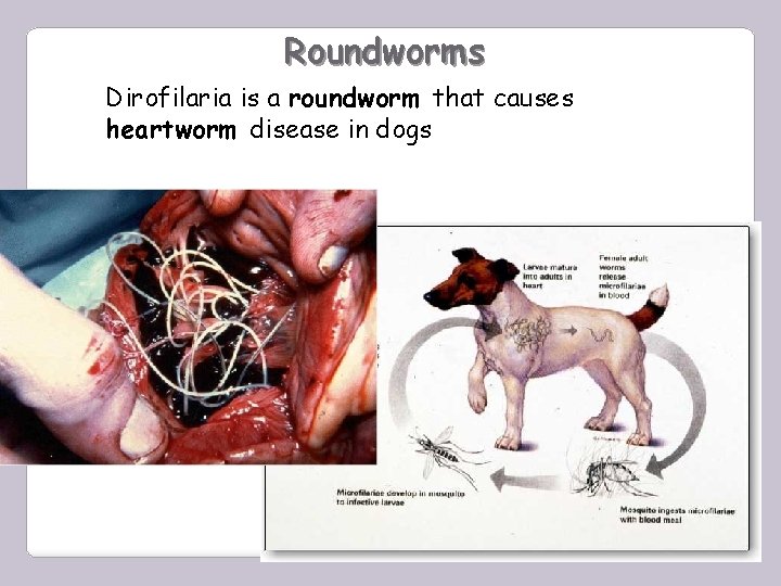 Roundworms Dirofilaria is a roundworm that causes heartworm disease in dogs 