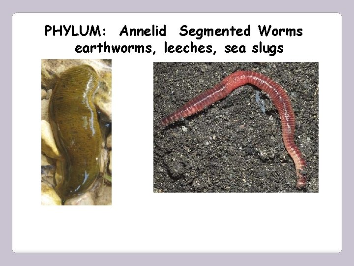 PHYLUM: Annelid Segmented Worms earthworms, leeches, sea slugs 