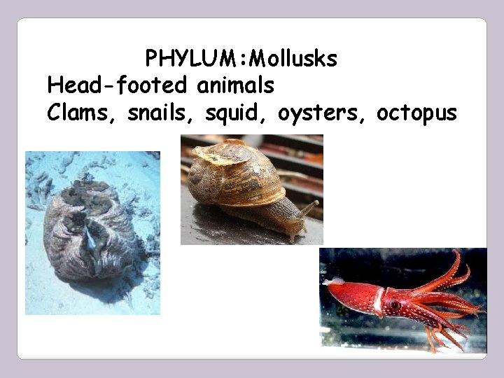 PHYLUM: Mollusks Head-footed animals Clams, snails, squid, oysters, octopus 