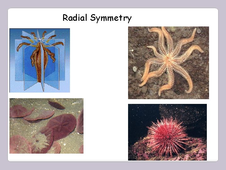 Radial Symmetry 