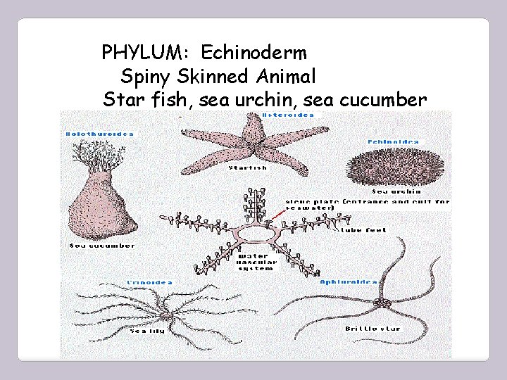 PHYLUM: Echinoderm Spiny Skinned Animal Star fish, sea urchin, sea cucumber 