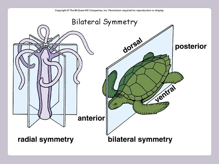 Bilateral Symmetry 