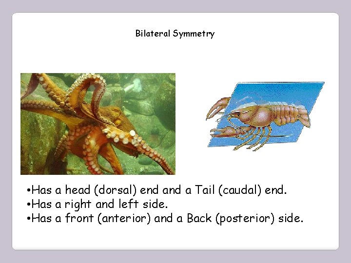 Bilateral Symmetry • Has a head (dorsal) end a Tail (caudal) end. • Has