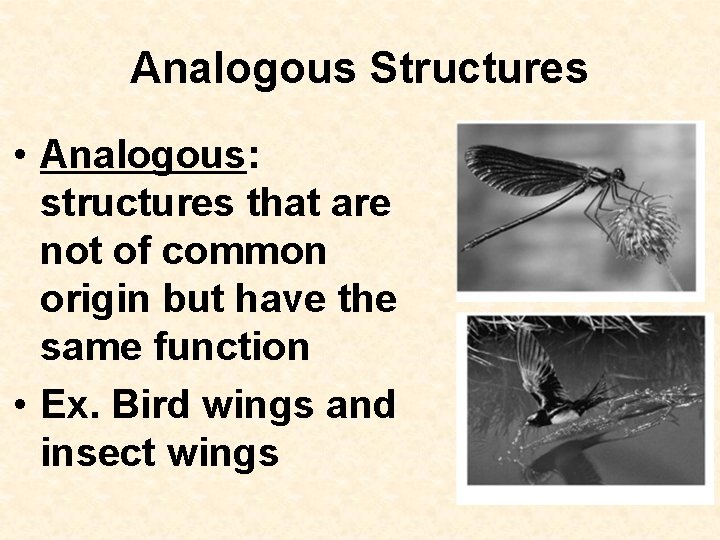 Analogous Structures • Analogous: structures that are not of common origin but have the