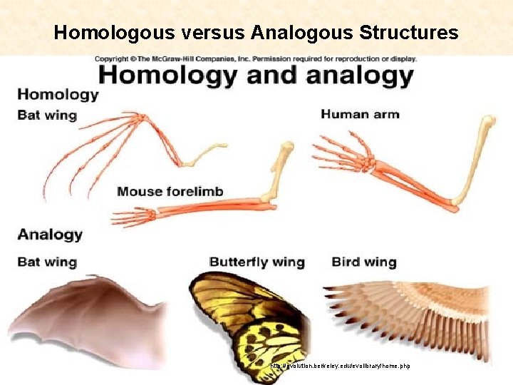 Homologous versus Analogous Structures http: //evolution. berkeley. edu/evolibrary/home. php 