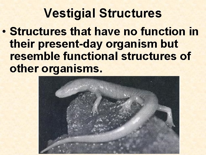 Vestigial Structures • Structures that have no function in their present-day organism but resemble