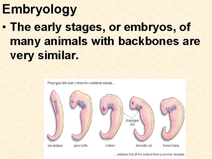Embryology • The early stages, or embryos, of many animals with backbones are very