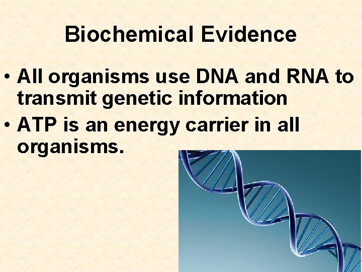 Biochemical Evidence • All organisms use DNA and RNA to transmit genetic information •