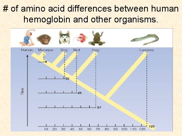 # of amino acid differences between human hemoglobin and other organisms. 