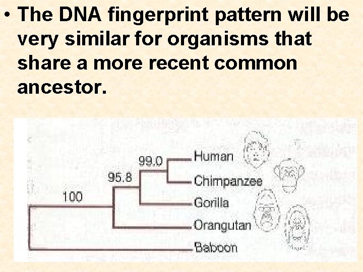  • The DNA fingerprint pattern will be very similar for organisms that share