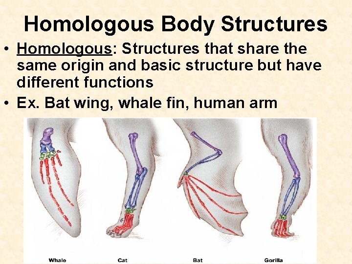 Homologous Body Structures • Homologous: Structures that share the same origin and basic structure