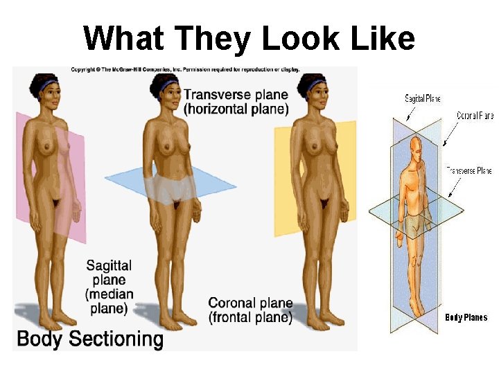 What They Look Like  What They Look Like