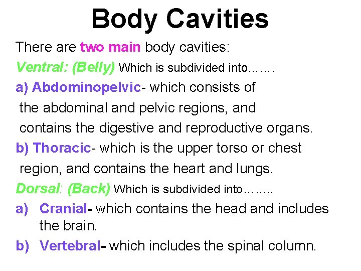Body Cavities There are two main body cavities: Ventral: (Belly) Which is subdivided into…….