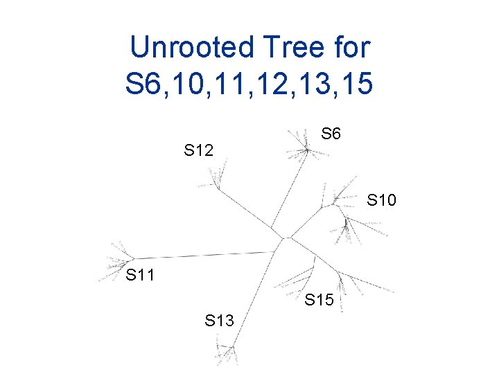 Unrooted Tree for S 6, 10, 11, 12, 13, 15 S 12 S 6
