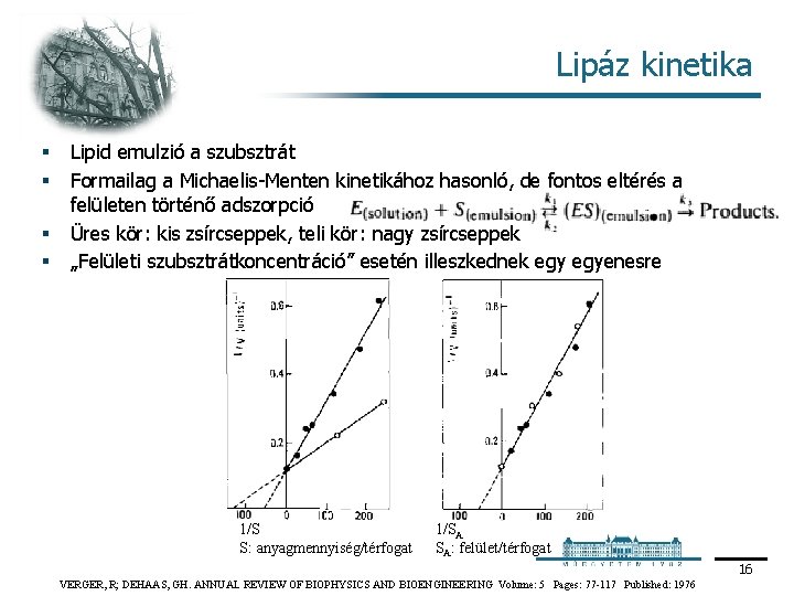 Lipáz kinetika § § Lipid emulzió a szubsztrát Formailag a Michaelis Menten kinetikához hasonló,