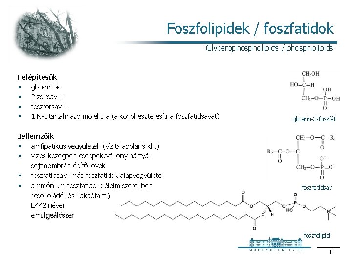 Foszfolipidek / foszfatidok Glycerophospholipids / phospholipids Felépítésük § glicerin + § 2 zsírsav +