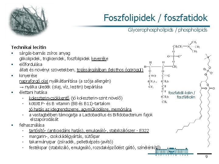 Foszfolipidek / foszfatidok Glycerophospholipids / phospholipids Technikai lecitin § sárgás barnás zsíros anyag glikolipidek,