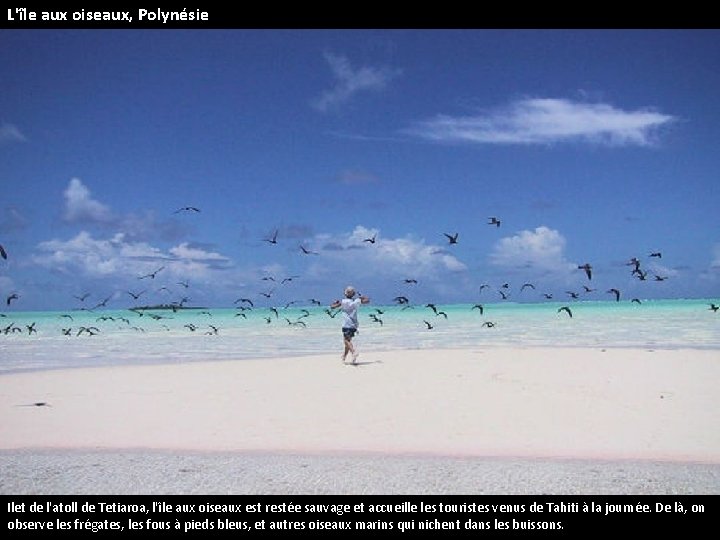 L'île aux oiseaux, Polynésie Ilet de l'atoll de Tetiaroa, l'île aux oiseaux est restée