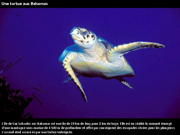 Une tortue aux Bahamas L'île de San Salvador aux Bahamas est une île de