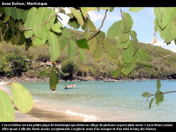 Anse Dufour, Martinique L'Anse Dufour est une petite plage de Martinique qui abrite un