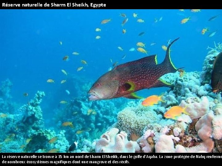 Réserve naturelle de Sharm El Sheikh, Egypte La réserve naturelle se trouve à 35