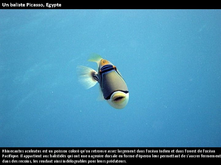Un baliste Picasso, Egypte Rhinecantus aculeatus est un poisson coloré qu'on retrouve assez largement