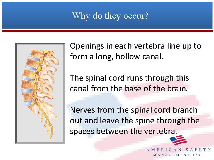 Why do they occur? Openings in each vertebra line up to form a long,