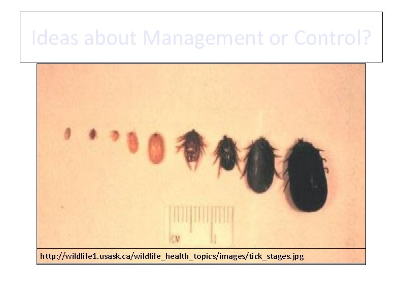 Ideas about Management or Control? http: //wildlife 1. usask. ca/wildlife_health_topics/images/tick_stages. jpg 