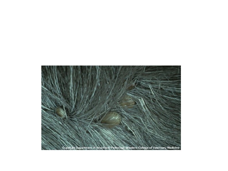 Results Hair loss and increased grooming due to winter ticks (Dermacentor albipictus) 