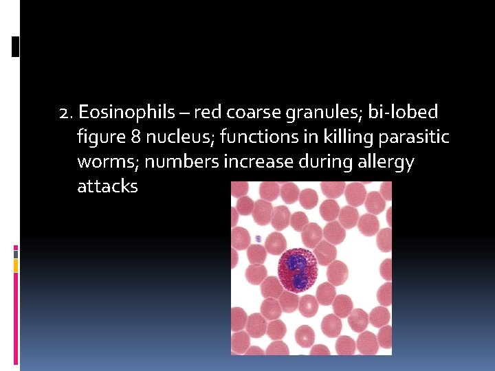 2. Eosinophils – red coarse granules; bi-lobed figure 8 nucleus; functions in killing parasitic