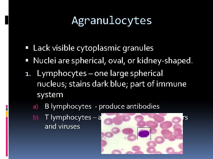 Agranulocytes Lack visible cytoplasmic granules Nuclei are spherical, oval, or kidney-shaped. 1. Lymphocytes –