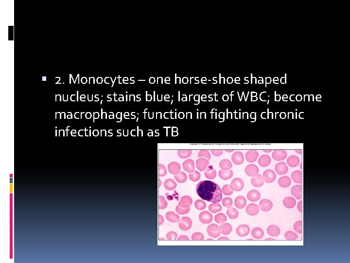  2. Monocytes – one horse-shoe shaped nucleus; stains blue; largest of WBC; become